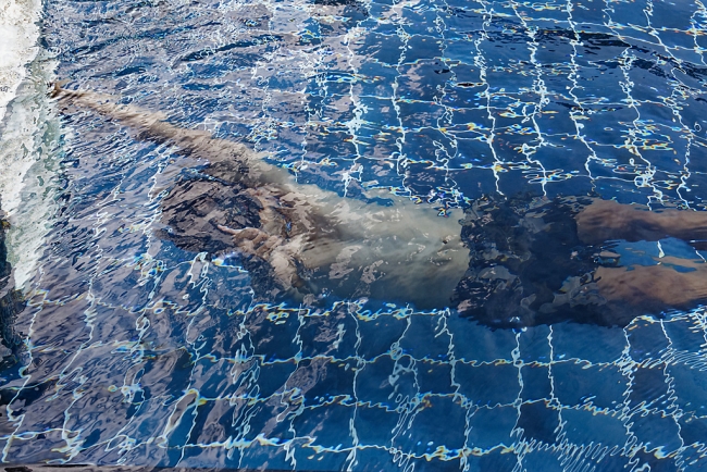 Potter à la piscine-004